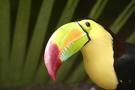 The Toucan is the national bird of Belize. Follow it's snout, it's never in doubt!
