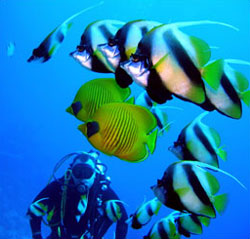 Enjoy SCUBA diving in the Caribbean to see all of the beautiful sea life.