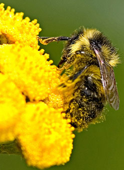 Be like a busy bee! Both flowers and bees benefit from each other's unique attributes. Attract the right clients with Global Reciprocity through Luxury Real Estate. Photo copyright of chefranden on Flickr.