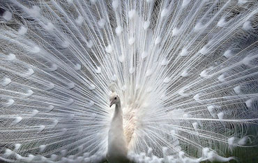 What are you doing to stand out to your customers? Photo copyright of lightgazer on Flickr.
