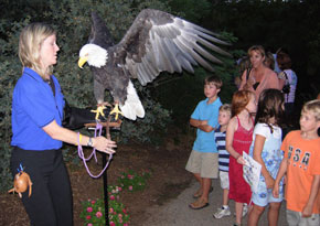 A Birds of Prey expert shows a bald eagle to children at Perry & Co.'s Client Appreciation event.