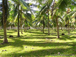 Trees line much of the Lapita Plantation.